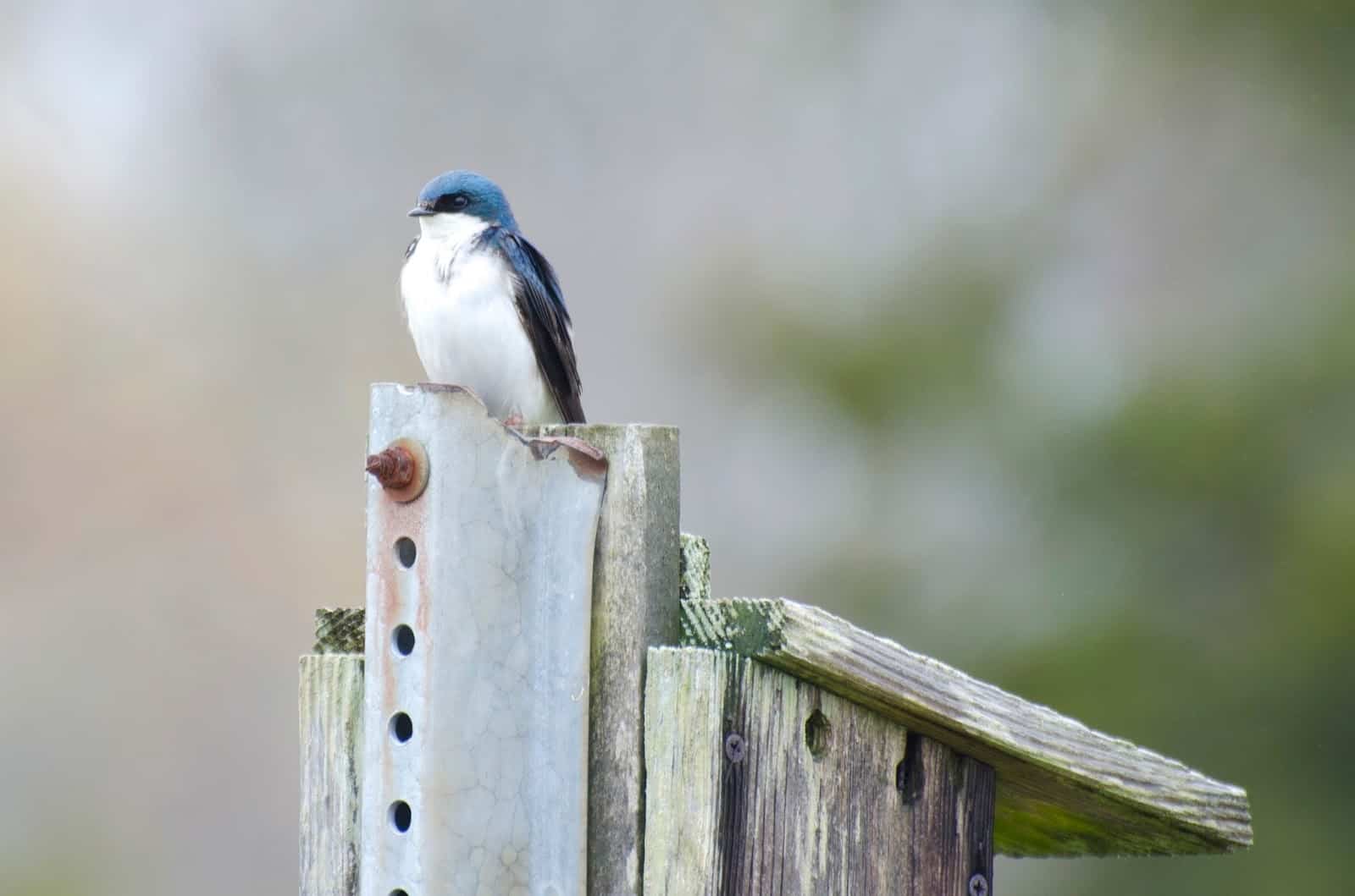 Tree Swallows » Focusing on Wildlife