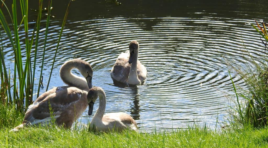 Swan Cygnets – Peaceful Day Out