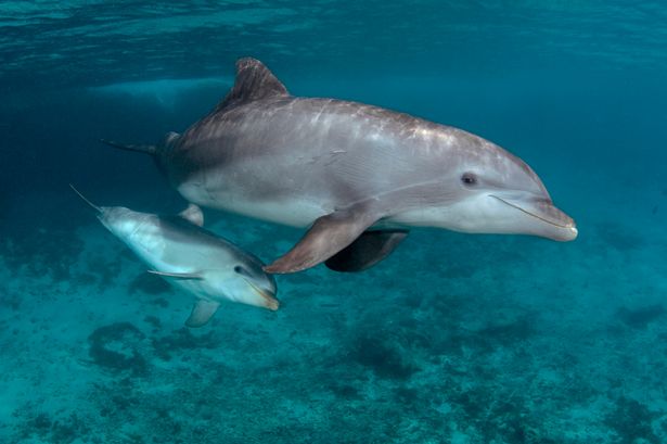 Swimmer survives 12 hours at sea in just his trunks after being 'helped by dolphins'