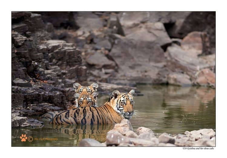 Krishna and Three Cubs