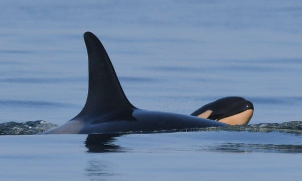 Tahlequah the orca - famous for carrying her dead calf for 17 days - gives birth again