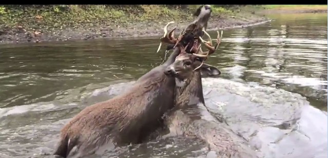 Tangled deer saved from drowning thanks to heart-wrenching rescue