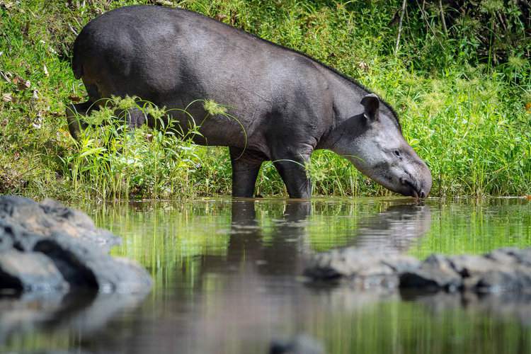 A tapir (Tapirus terrestris) in Kabalebo, Suriname. Tapirs are found almost everywhere in Suriname, both in the coastal plain where most people live and in the southern part of the country, which is heavily forested and includes nature reserves. Image by Panning Out via Flickr (CC BY-NC-SA 2.0).