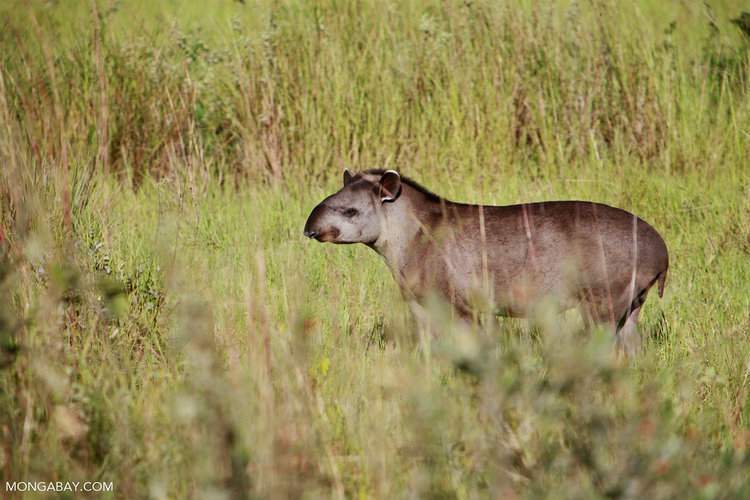 Although the hunting law is nationwide, exceptions are made for communities that live in the southern part of Suriname and rely on hunting for their food. Image by Rhett A. Butler/Mongabay.