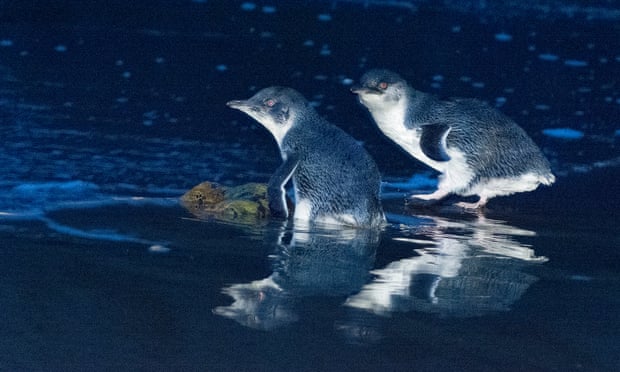 Tasmanian devils wipe out thousands of penguins on tiny Australian island