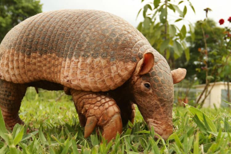 The giant armadillo is the world’s largest of the armadillo species, reaching up to 1.5 meters (4.9 feet) long and weighing up to 60 kilograms (132 pounds). Image courtesy of Andre Borges/Agência Brasília (CC BY 2.0