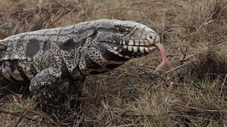 The Argentine Black and White Tegu, once a darling of the pet trade, is now banned in South Carolina. SC DEPARTMENT OF NATURAL RESOURCES/PROVIDED.