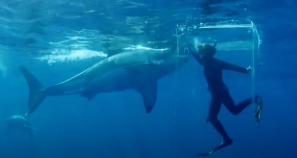 Terrifying moment shark breaks into diver's cage as seven encircle helpless man