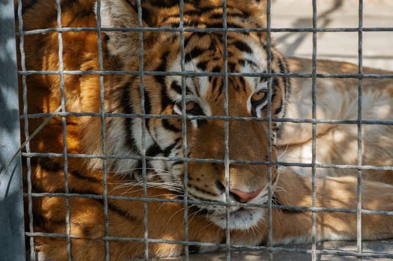 Texas Tiger Found Wandering Neighborhood Arrives at Black Beauty Ranch