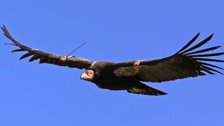 Thanks to the Yurok Tribe, condors will return to the Pacific Northwest