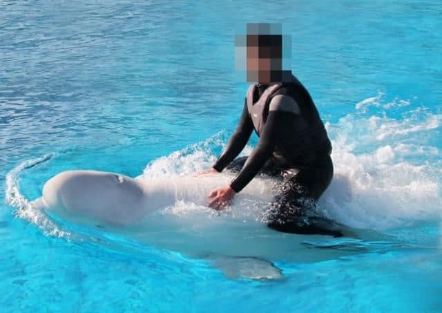 'That's not training, it's beating': Horror as trainer is caught on camera slapping and kicking two beluga whales after they failed to kiss him for a stunt