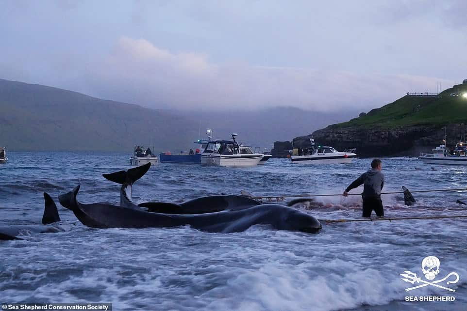 The blood sea: Faroe Islands hunters slaughter 175 pilot whales, turning the waters red after driving the animals towards the shore where men waited with hooks, knives and spears
