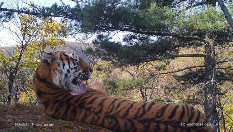 The cat is back: Wild Amur tigers rebound in China, thanks to govt policies