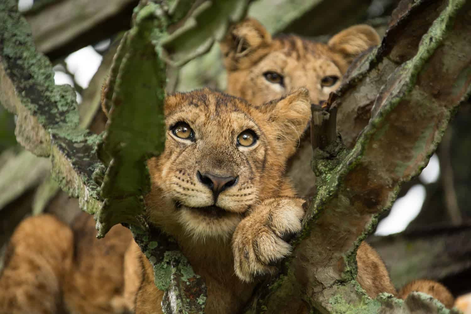 The cat's whiskers: new way of counting lions could boost conservation efforts