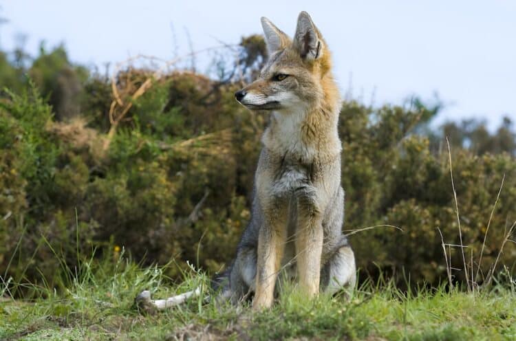 A pampas fox. Credit: Foto 4440/Shutterstock