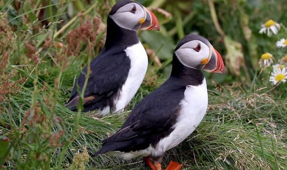 The huge threat of climate change: Iceland's puffins and MANY other species pay high price