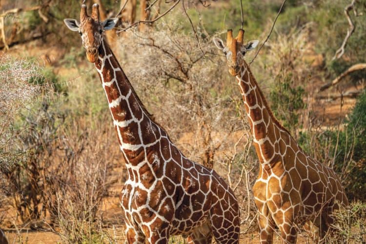 The Last Giraffes on Earth