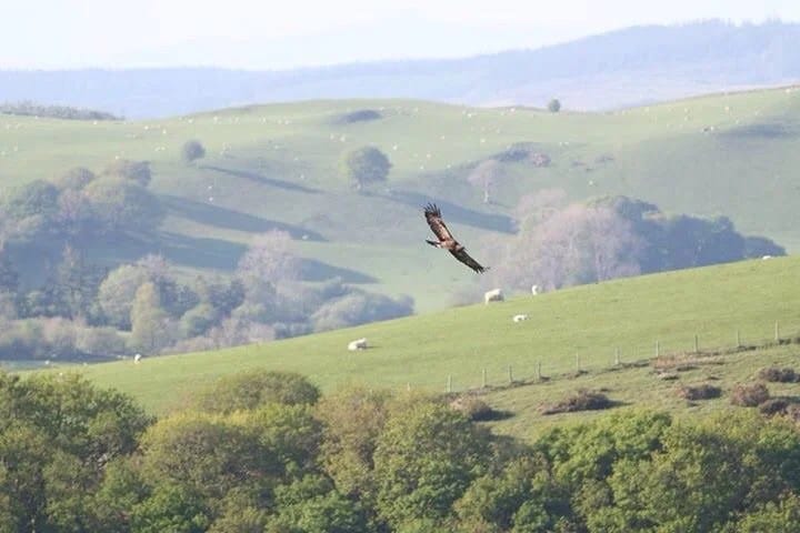 The last surviving golden eagle in Wales was shot