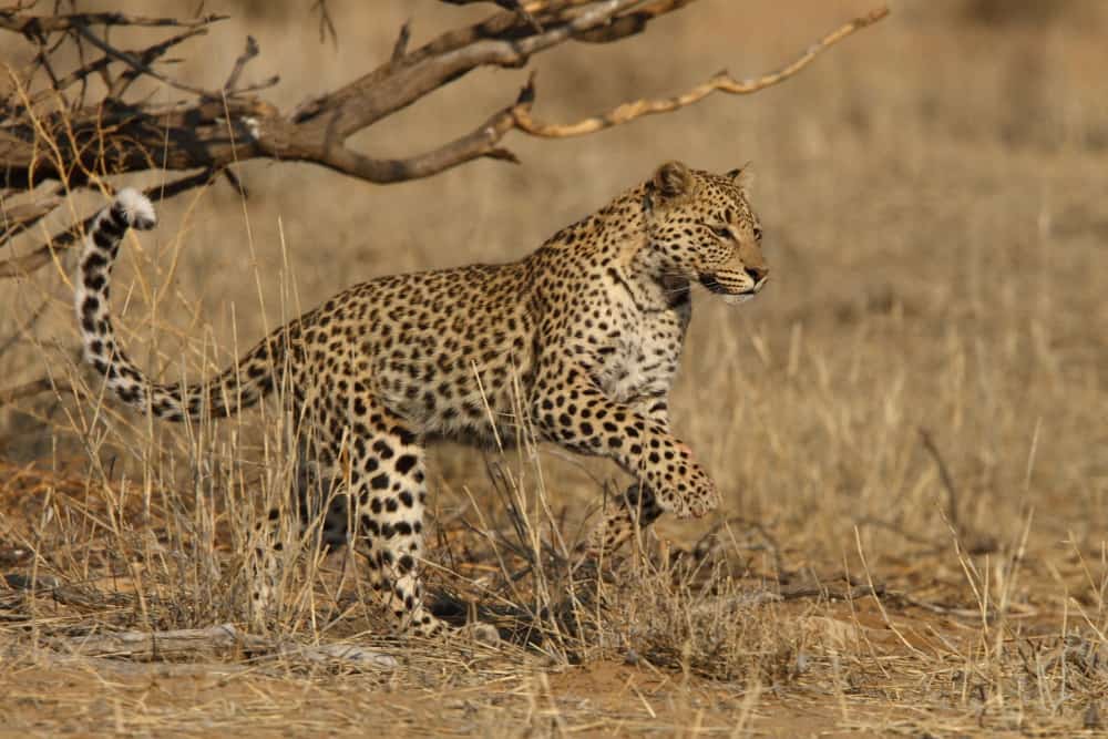 The Leeudril Leopard