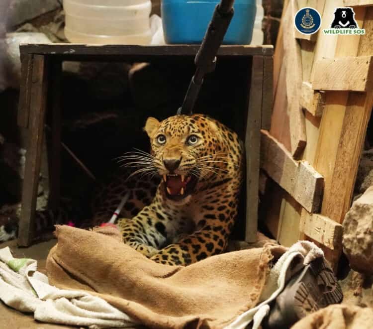 Leopard Rescued From Small Chawl in Maharashtra, India
