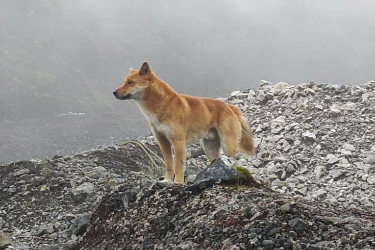 The New Guinea singing dog, once thought extinct, is alive in the wild