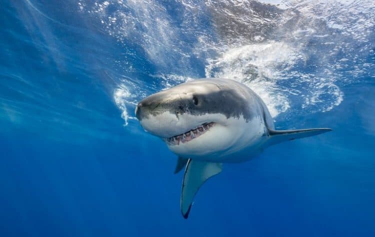 The Terrifying Truth: Our Future is Tied to the Future of Sharks