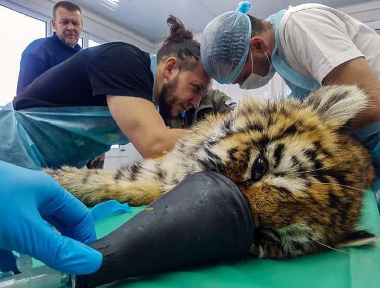 The tiger cub receiving treatment from veterinary doctors at the rare breeds rehabilitation centre in the village of Alekseevka in Russia's Far East.