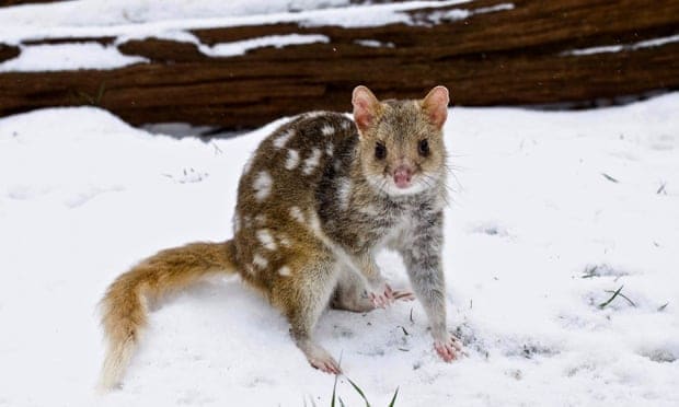 ‘The unsung heroes of Australian fauna’: how quolls can help us understand the modern world
