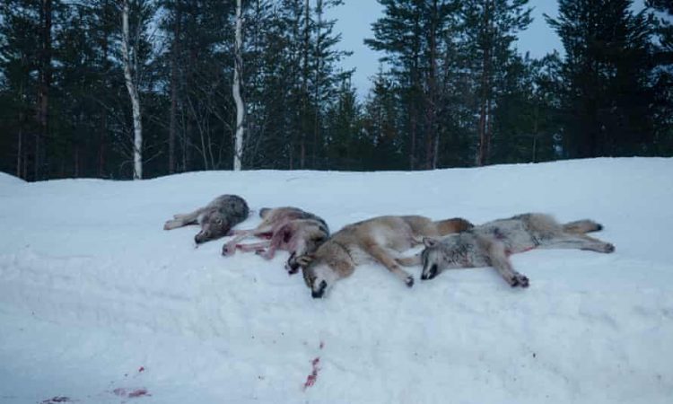 Video: The Wolf Dividing Norway: the Hunter versus the Environmentalist