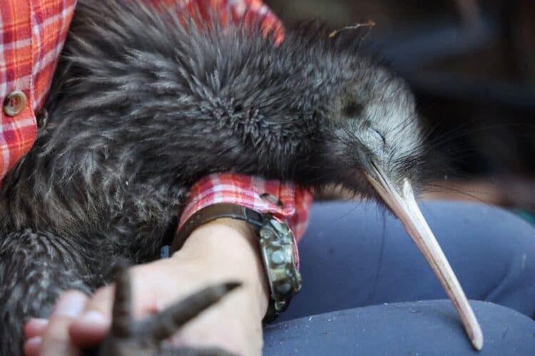 There are only about 70,000 wild kiwi left in New Zealand but numbers are rising thanks to dozens of community initiatives to protect them.