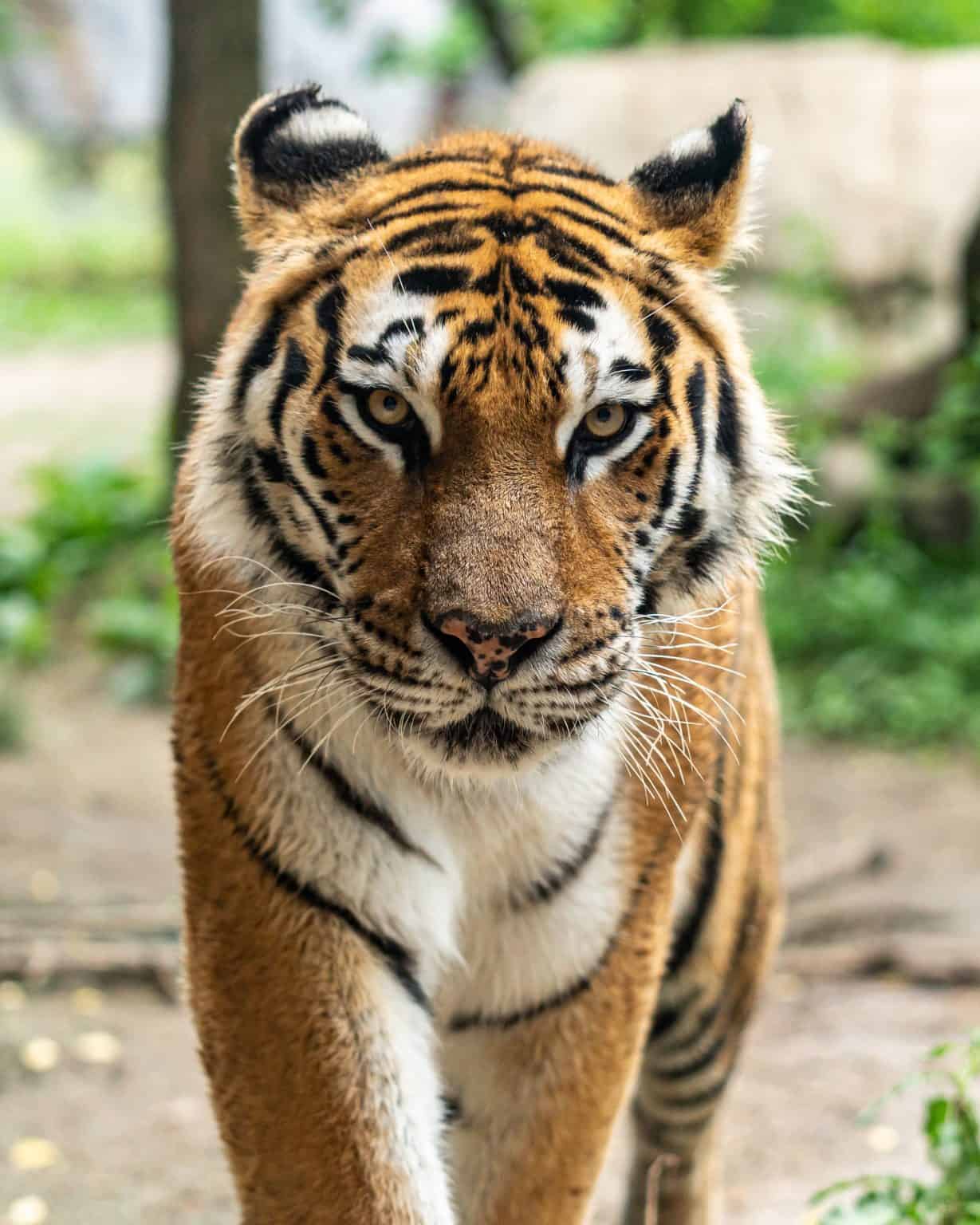 There Could be Over 3,000 Pet Tigers in Texas