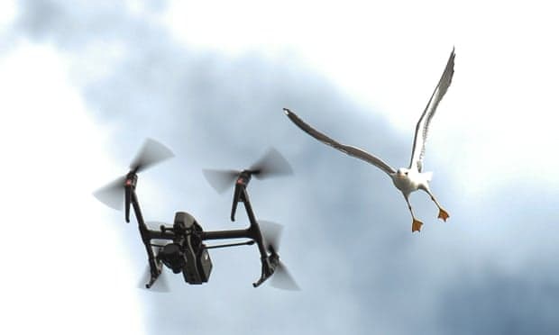 ‘They’re territorial’: can birds and drones coexist?