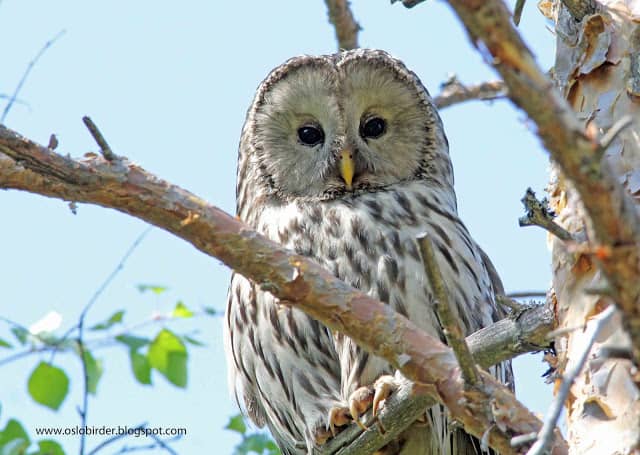 Those jet black eyes are scary – Ural Owl