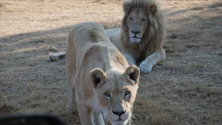 Uganda jails 2 poachers for 17 years over killing of lions