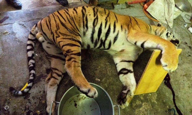 POLL: Should the commercial trade in captive-bred tigers be banned?