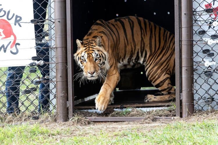 Four tigers who lived in a train carriage their whole lives arrived at LIONSROCK Big Cat Sanctuary. Messi, Sandro, Mafalda and Gustavo stepped on grass for the first time. Hristo Vladev / FOUR PAWS / Facebook.