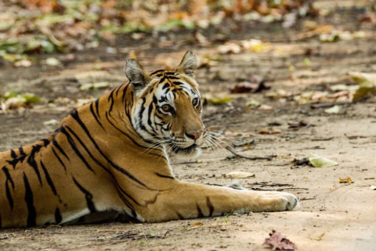 Nepal’s key habitat could lose 39% of its tigers in 20 years, study says