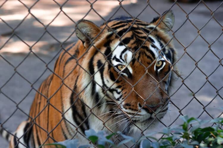 What is a Selfie Worth? Undercover Investigation Reveals Tiger Abuse in Thai Zoos