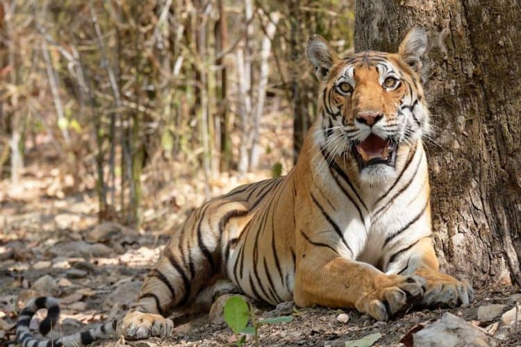 ‘Huge blow’ for tiger conservation as two of the big cats killed in Thailand