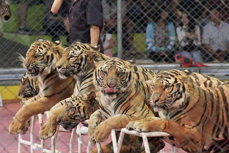 The Years of the Tiger: the demand for tigers and the price they pay |  Focusing on Wildlife