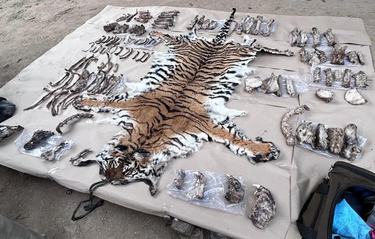 Poaching Gang Busted with Tiger Skins and Skeletons