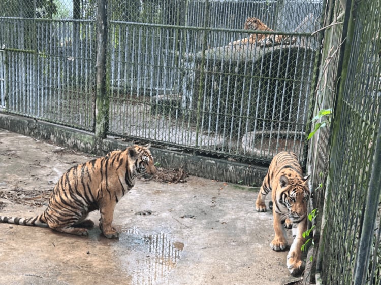 Foundation to Undertake Biggest Tiger Rescue in Thailand’s History