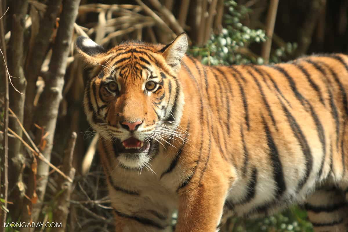 Tigers threatened by a vast network of planned roads across Asia