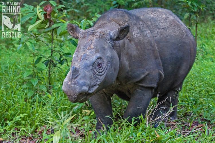 To count Sumatran rhinos in the wild, look for their poop, study says
