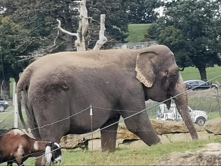 To pack a trunk or not? Battle over retirement plans of ‘Britain’s loneliest elephant’, saved from the circus