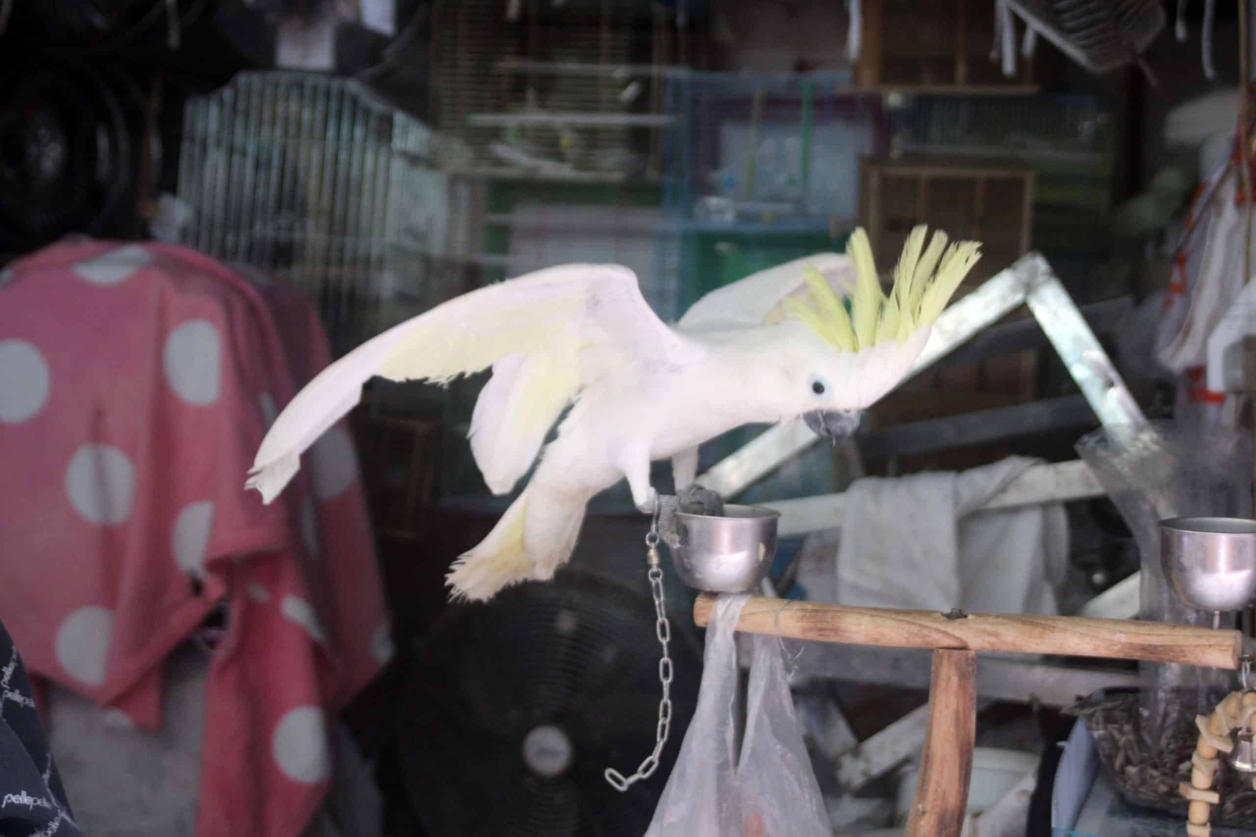 To spot wild-caught birds in pet trade, researchers zoom into isotopic detail