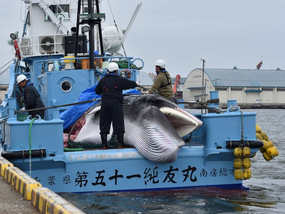 Tokyo Olympics ‘green’ efforts undermined by Japanese whaling, protesters warn