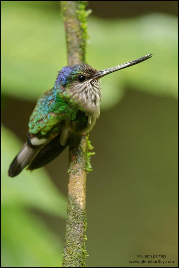 Tooth-billed Hummingbird (Androdon aequatorialis)