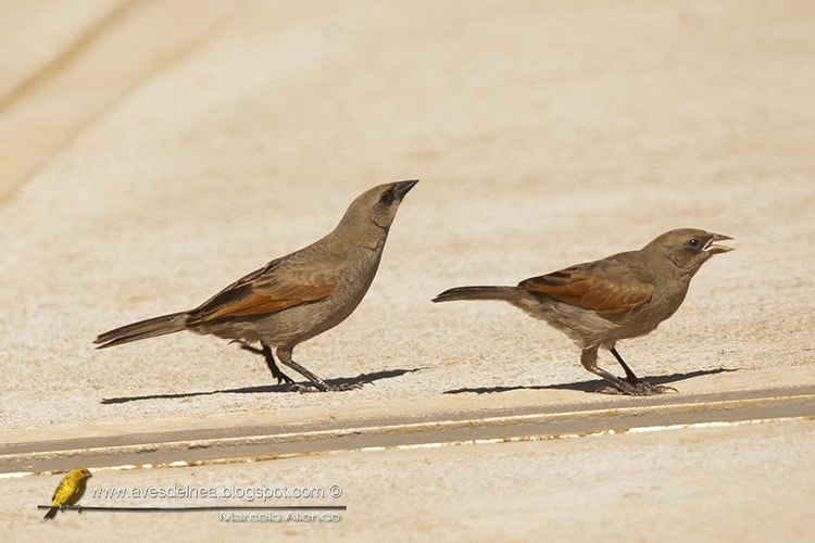 Tordo músico, Bay-winged Cowbird, Agelaioides badius