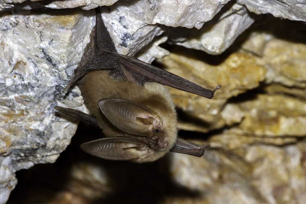 Townsend’s Big-eared Bat